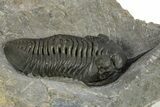 Morocconites Trilobite Fossil - Ofaten, Morocco #310249-2